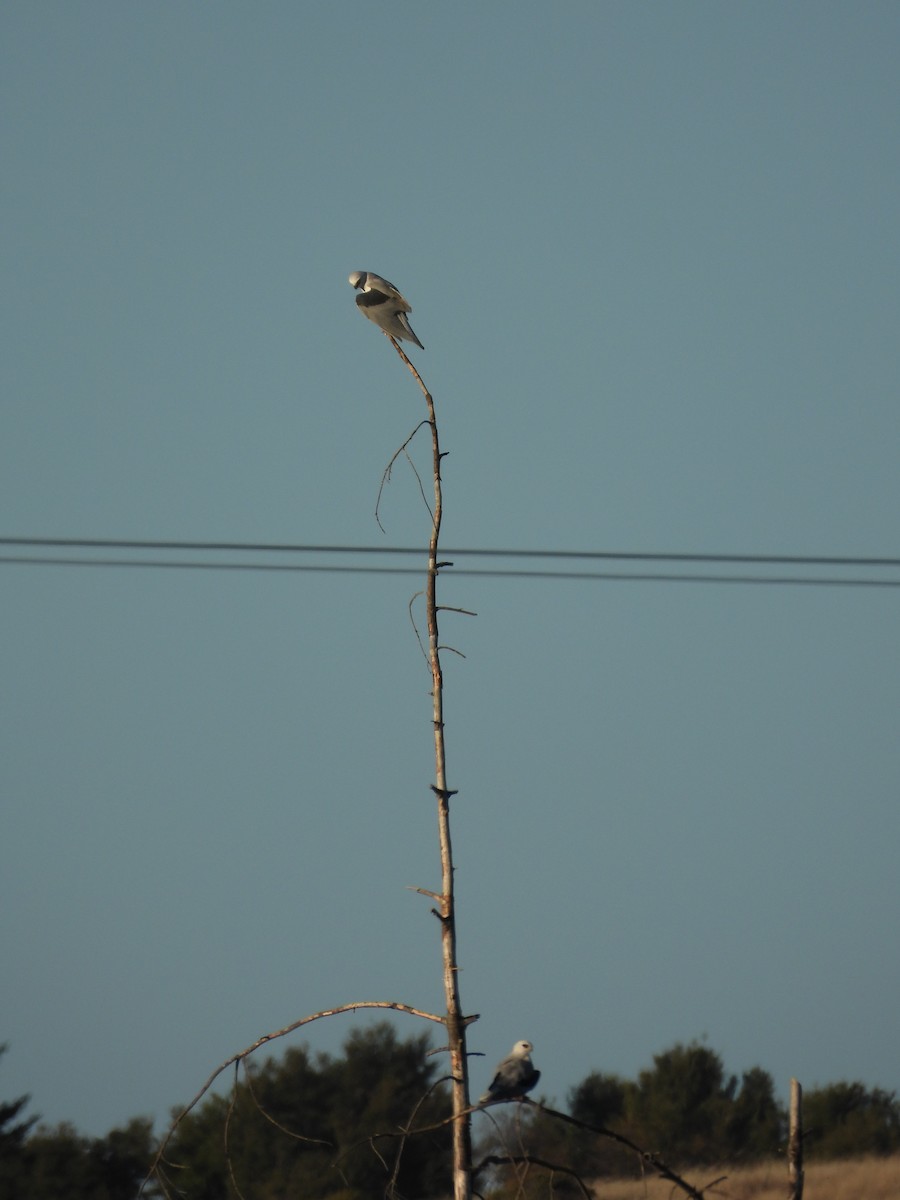 White-tailed Kite - ML642369783