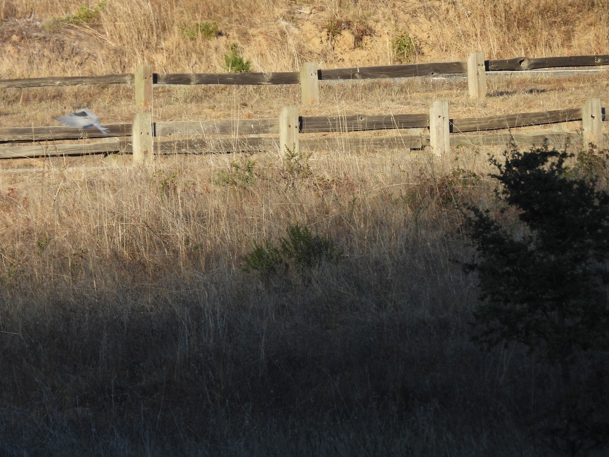White-tailed Kite - ML642369784