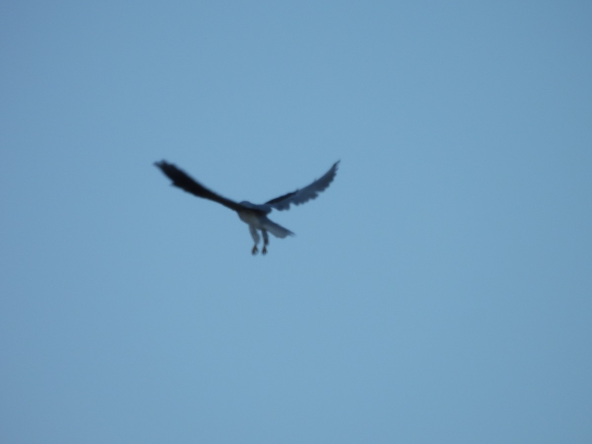 White-tailed Kite - ML642369785