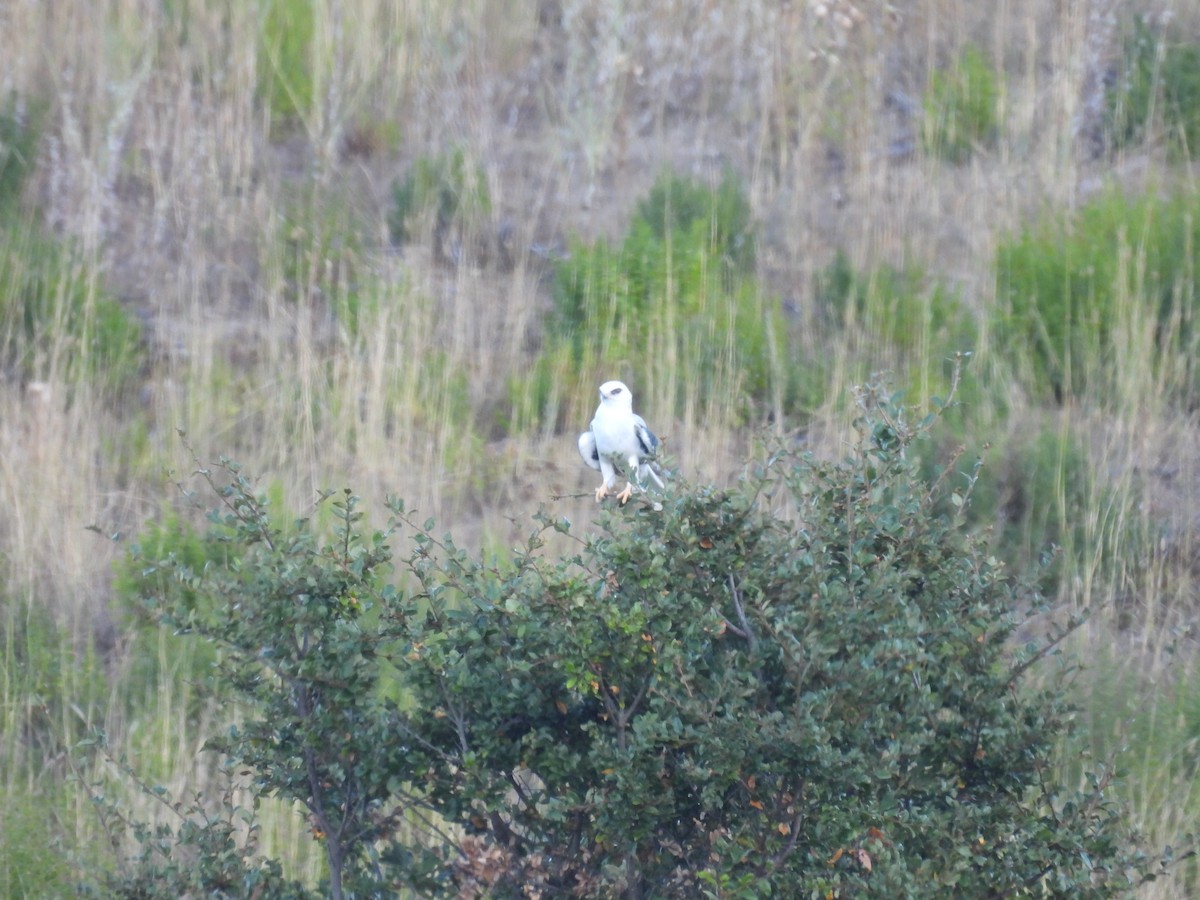 White-tailed Kite - ML642369786