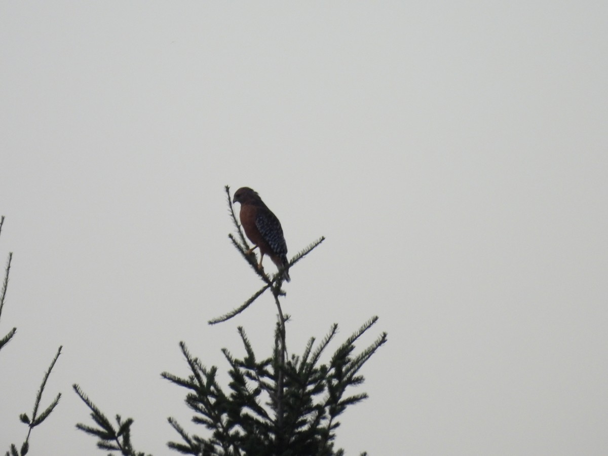 Red-shouldered Hawk - ML642369788