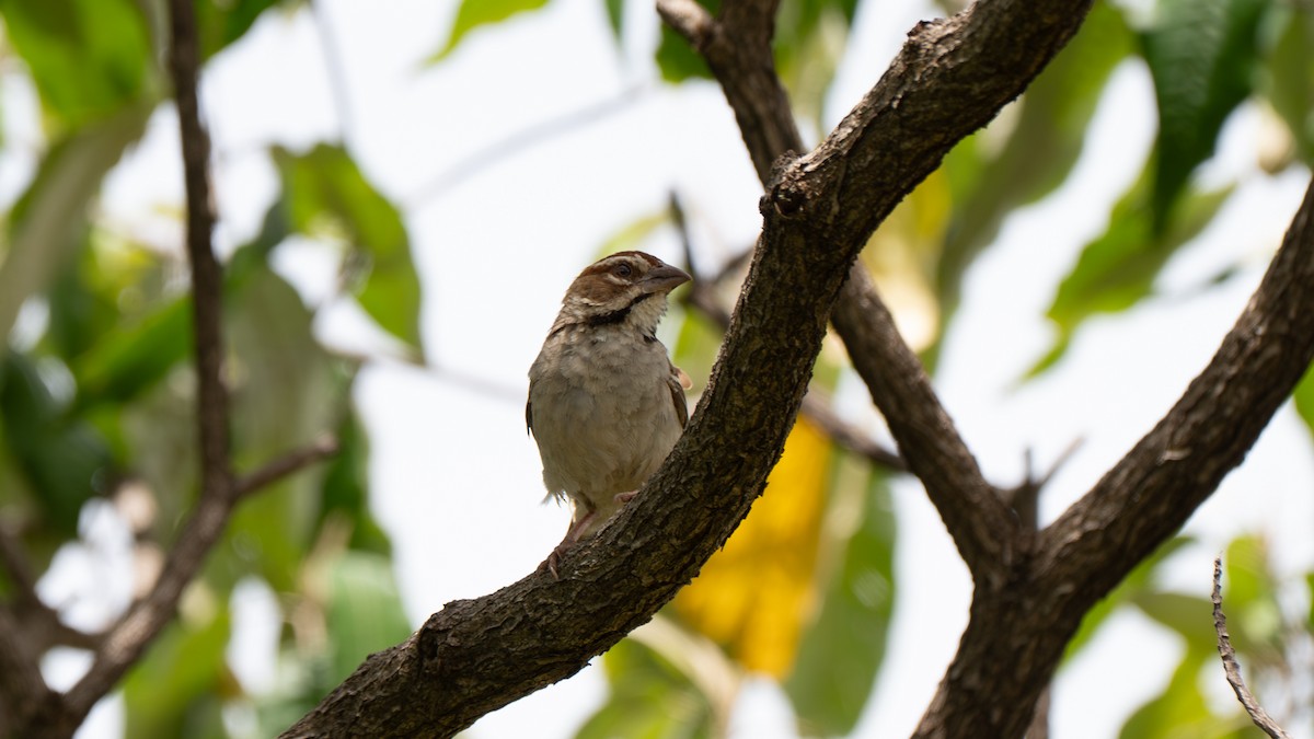 Chestnut-crowned Sparrow-Weaver - ML642369791