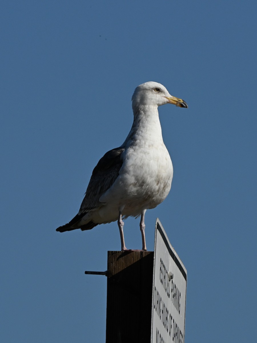 California Gull - ML642369794