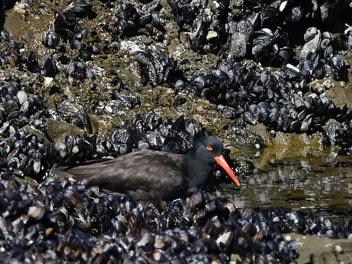 Black Oystercatcher - ML642369796