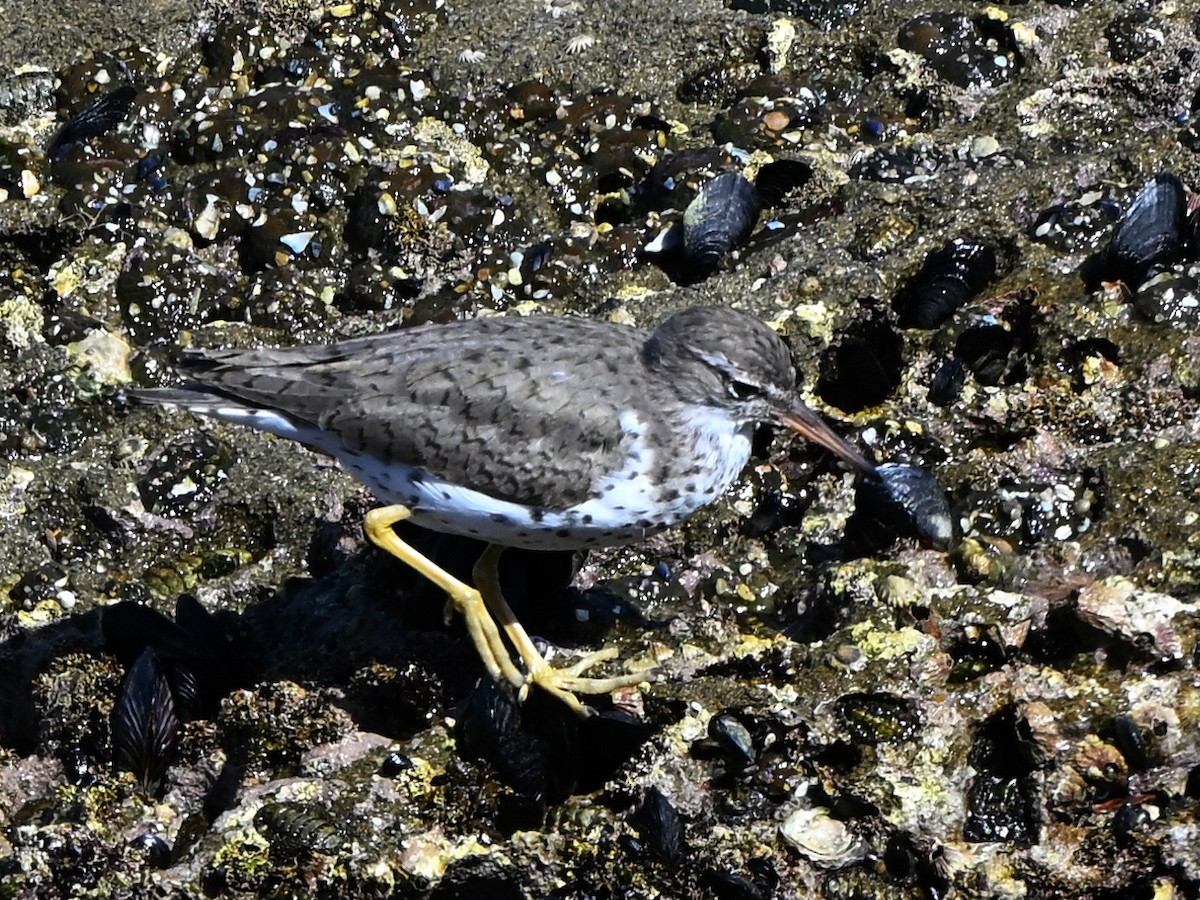 Black Oystercatcher - ML642369797