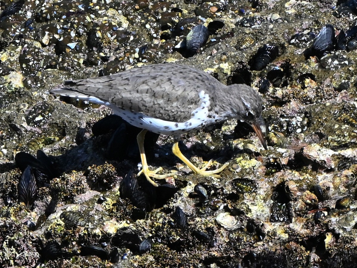 Black Oystercatcher - ML642369798