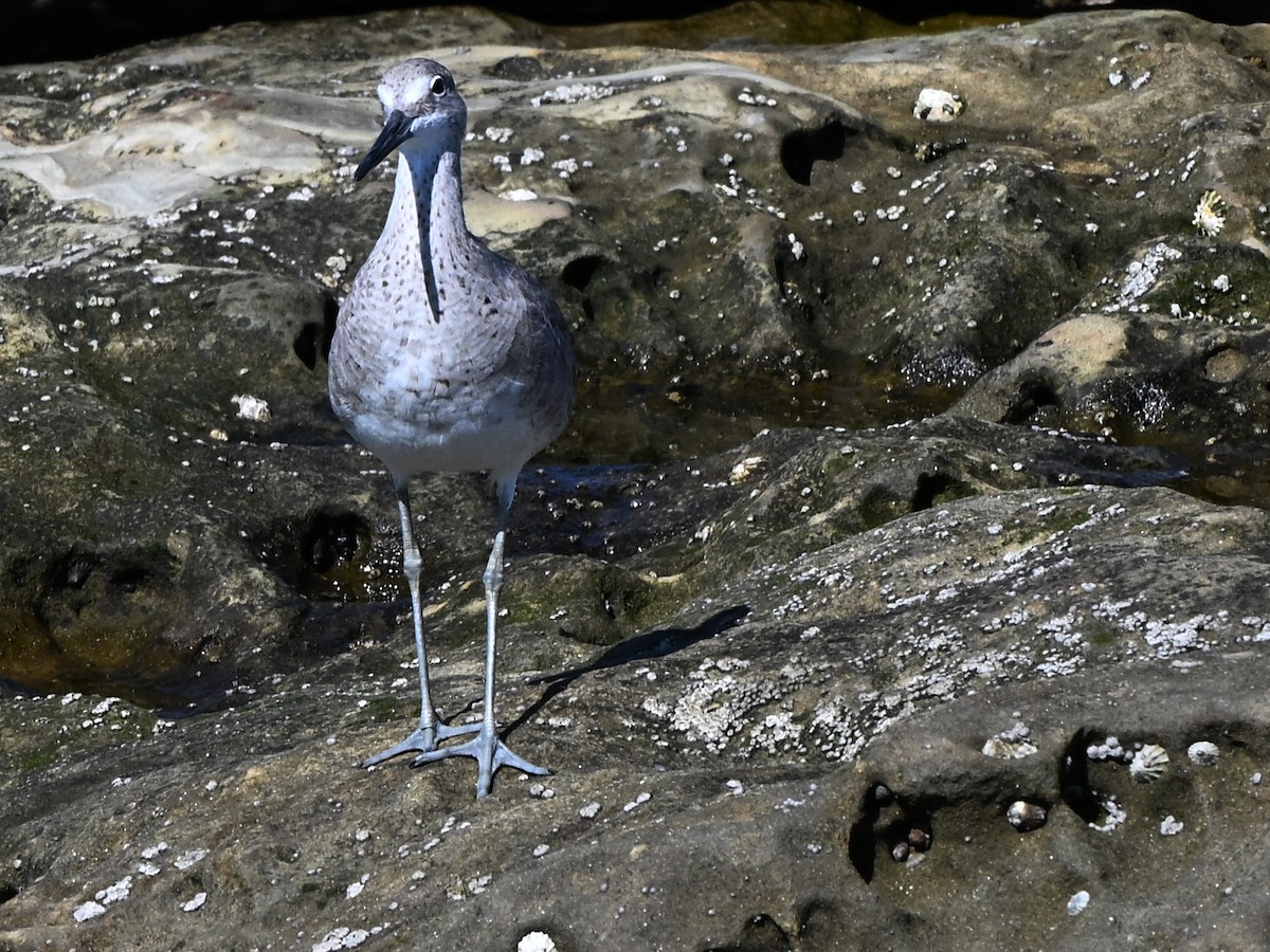 Black Oystercatcher - ML642369799