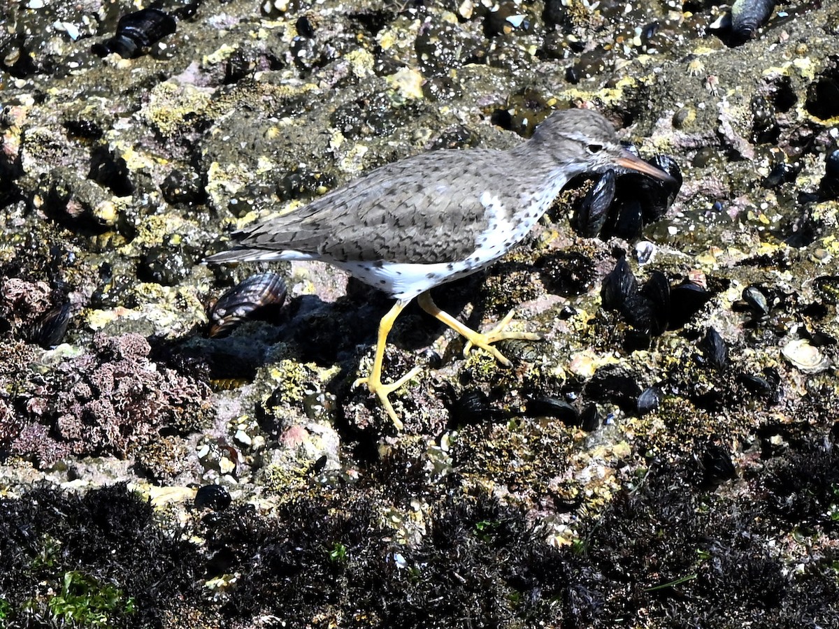 Black Oystercatcher - ML642369800