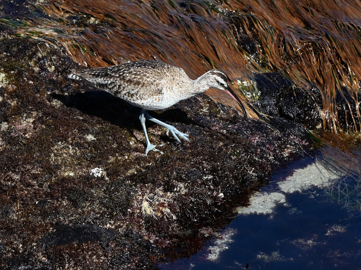 Black Oystercatcher - ML642369803