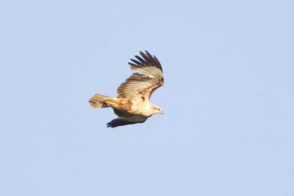 Brahminy Kite - ML642369805