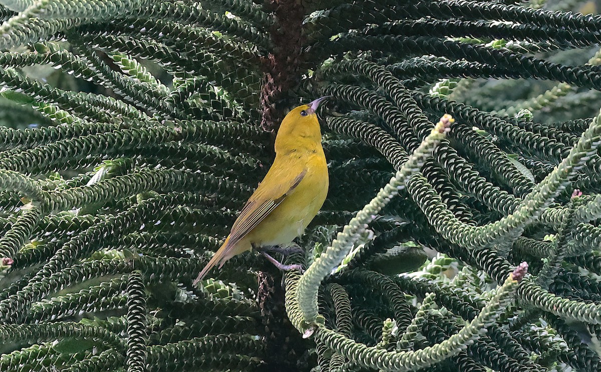 Amakihi d'Oahu - ML642369808