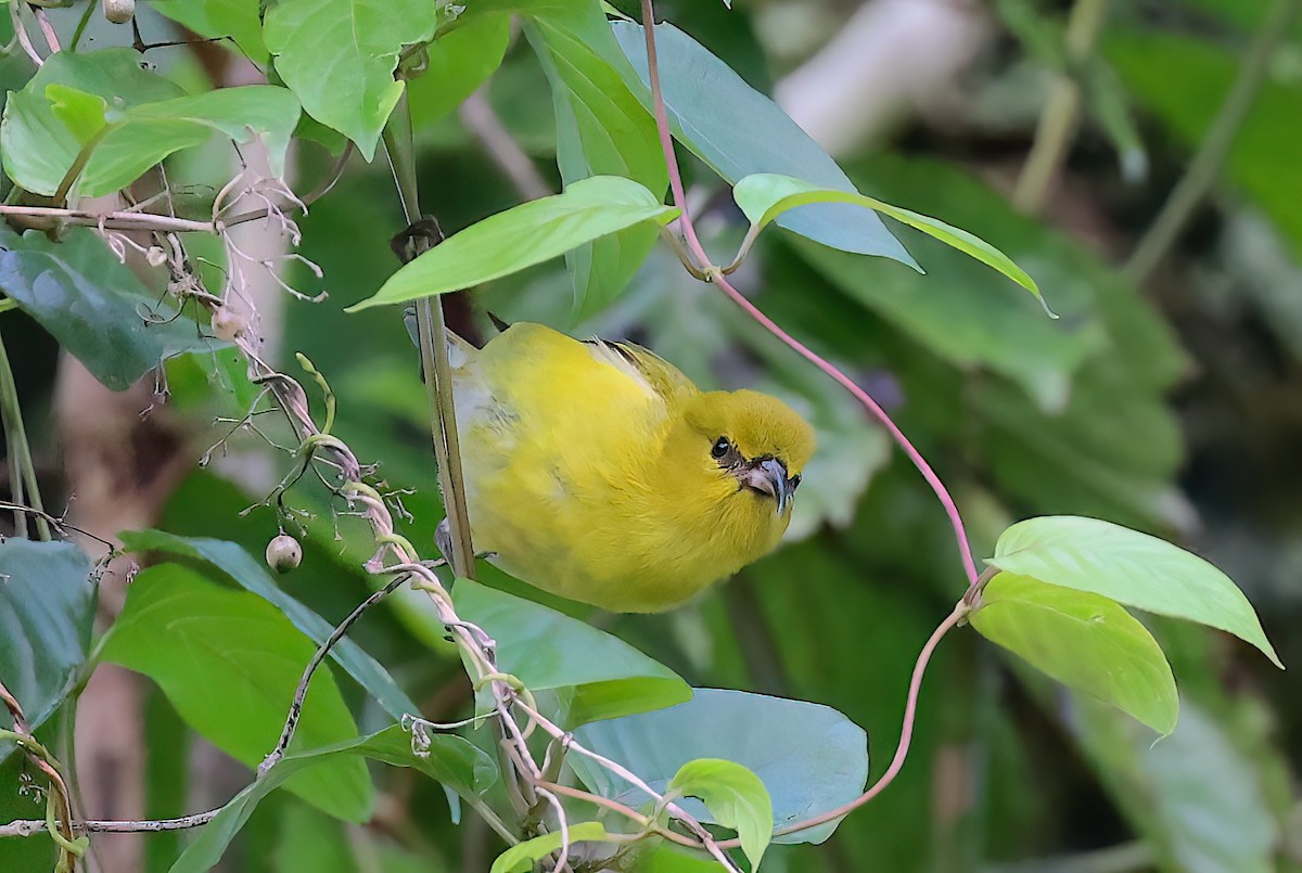 Amakihi d'Oahu - ML642369809
