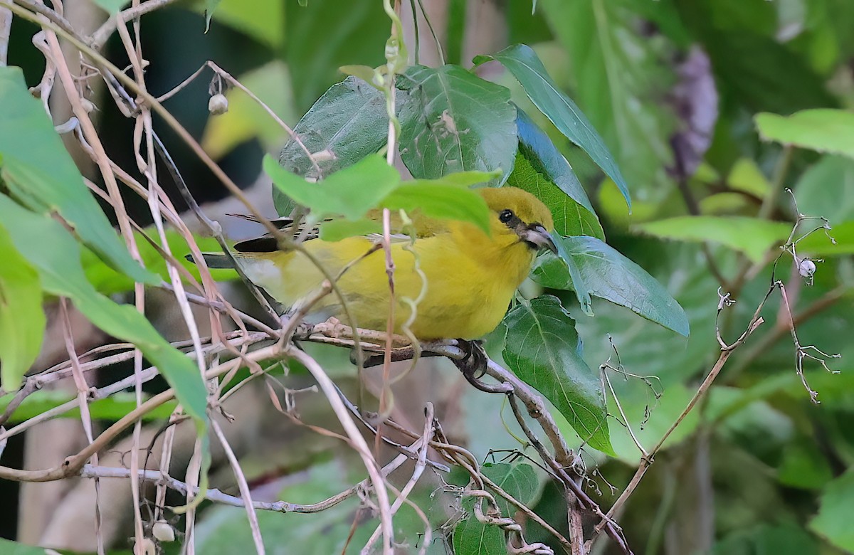 Amakihi d'Oahu - ML642369810