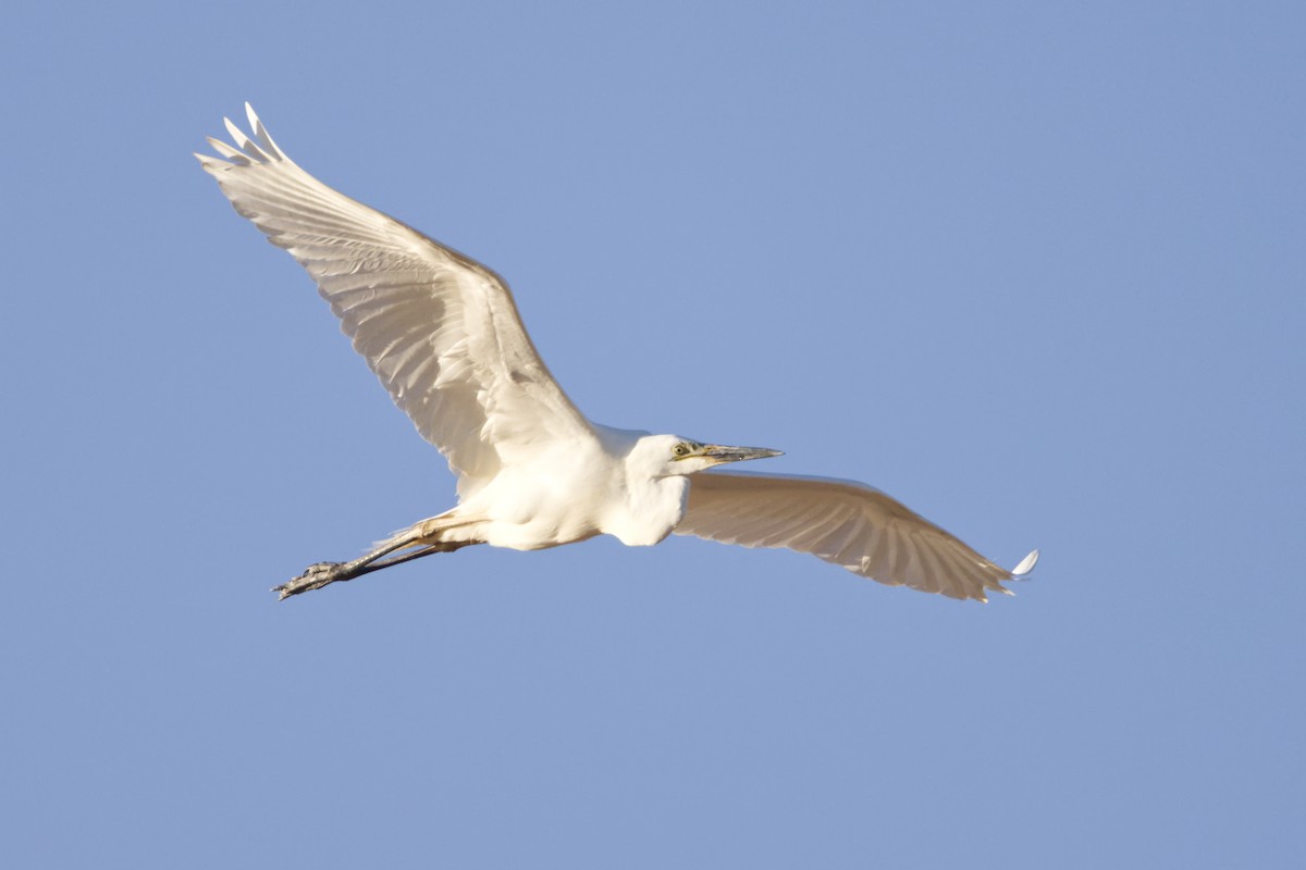 Great Egret (modesta) - ML642369813