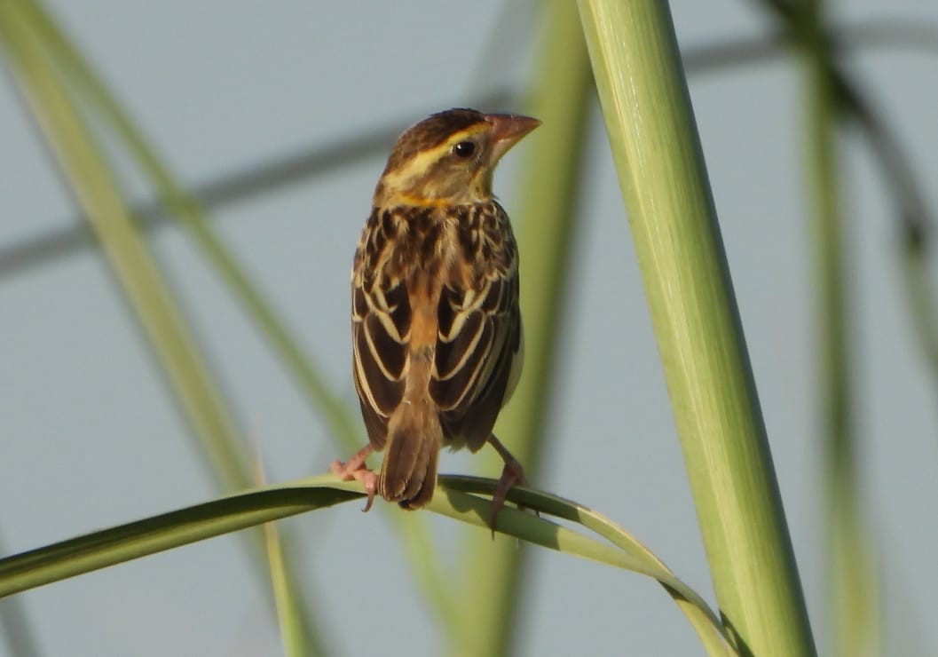 Streaked Weaver - ML642369819