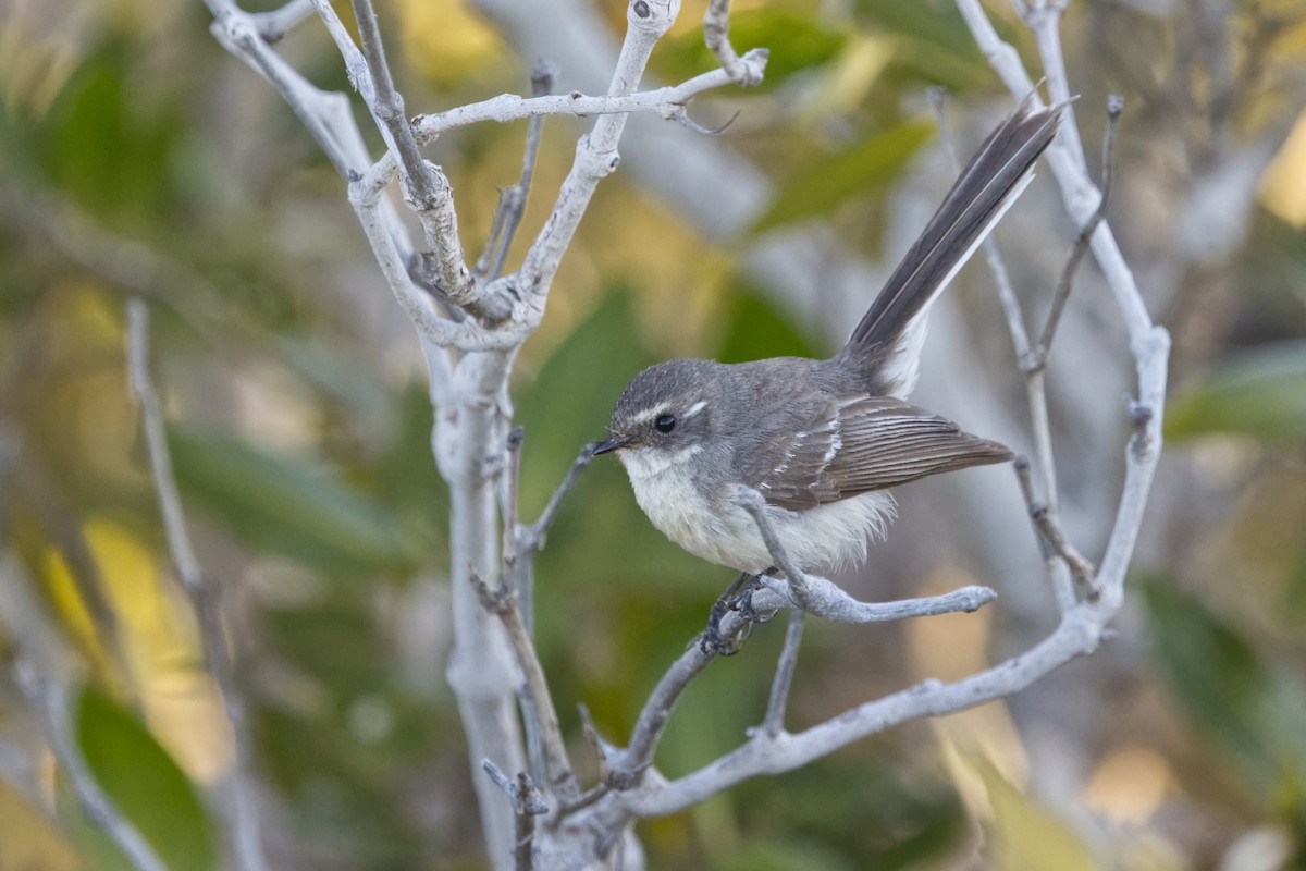Mangrove Fantail - ML642369822