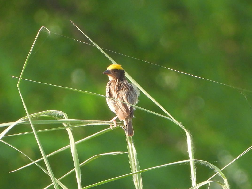 Streaked Weaver - ML642369823