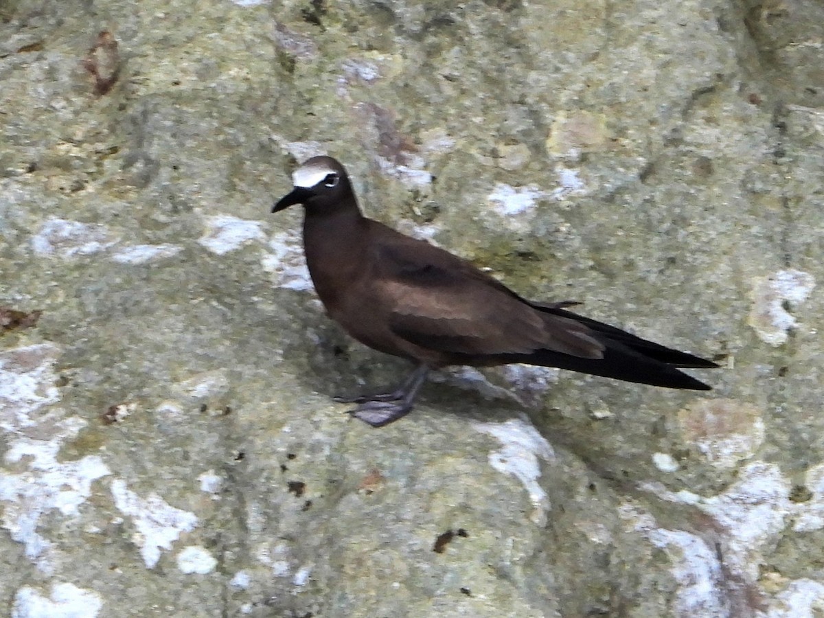 Brown Noddy - ML642369827
