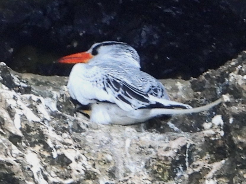 Red-billed Tropicbird - ML642369829