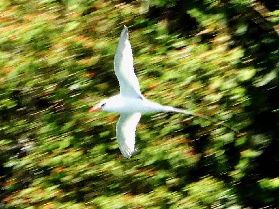 Red-billed Tropicbird - ML642369830