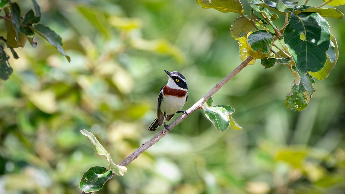 Western Black-headed Batis - ML642369832