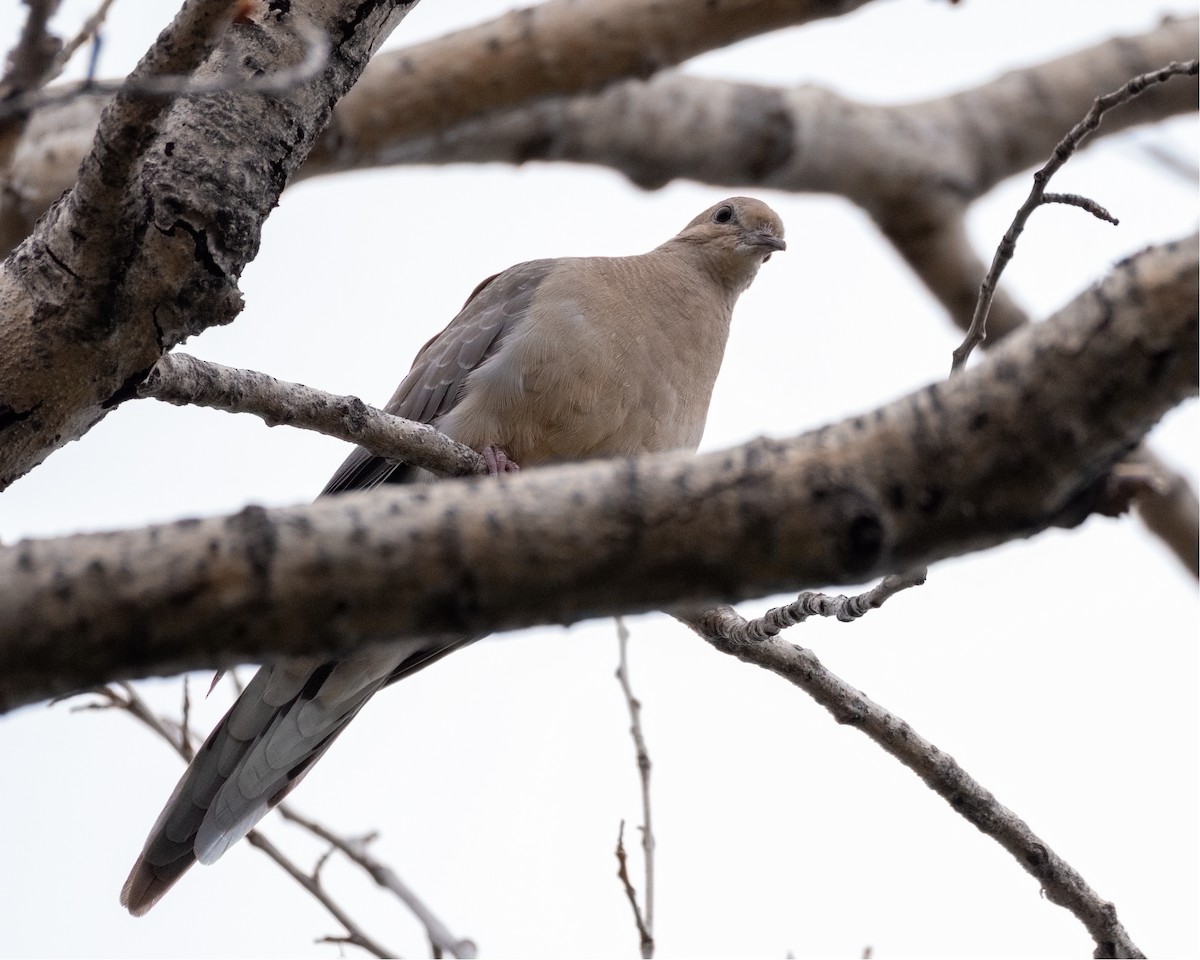 Mourning Dove - ML642369834