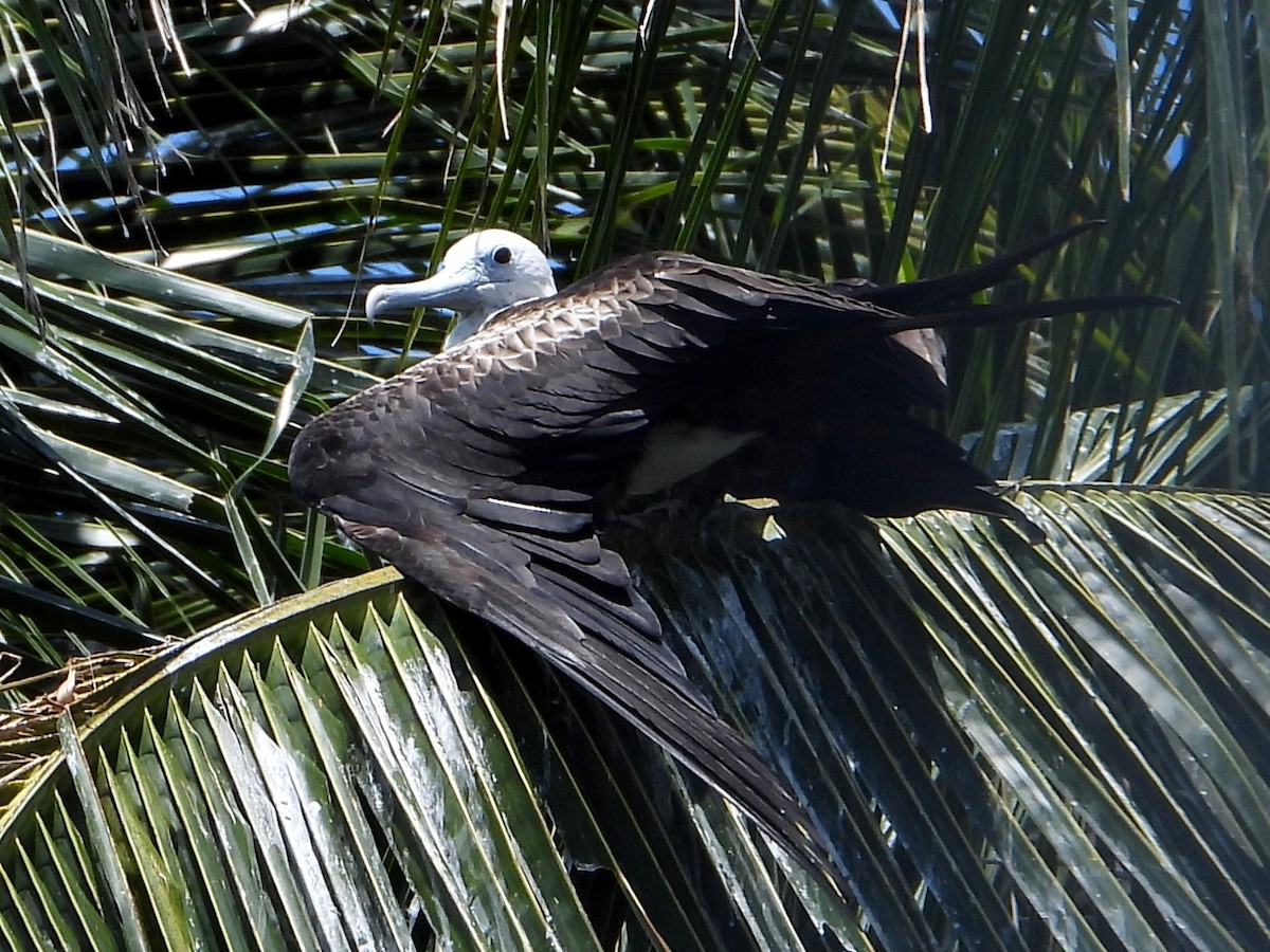 Magnificent Frigatebird - ML642369838