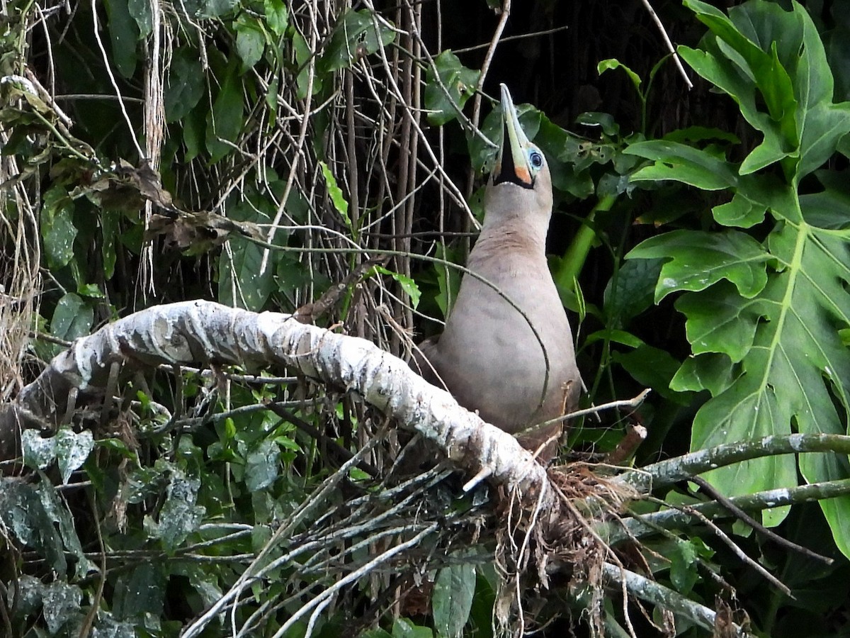 Red-footed Booby - ML642369840
