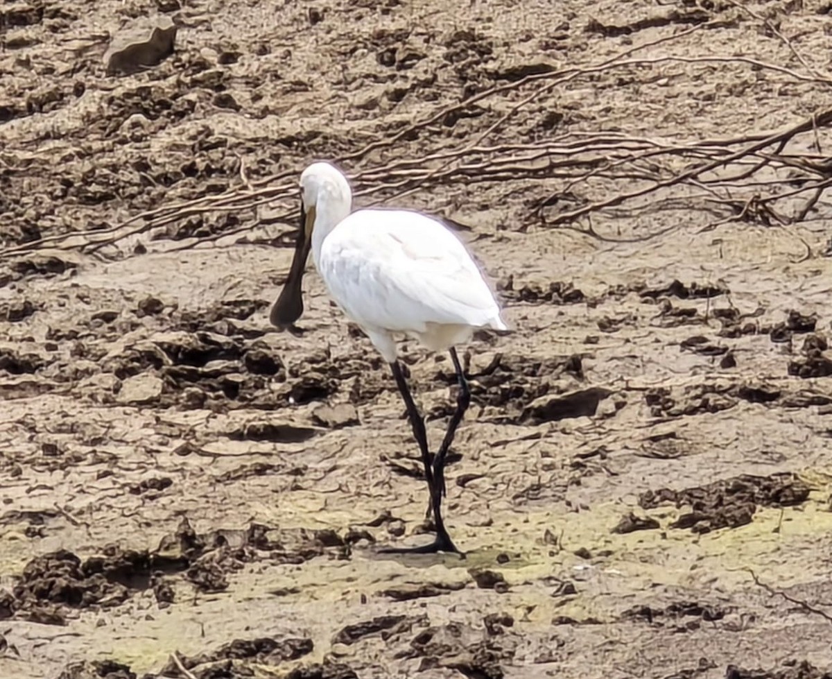 Eurasian Spoonbill - ML642369841