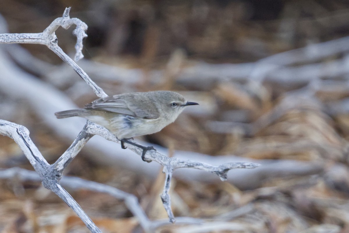 Dusky Gerygone - ML642369842