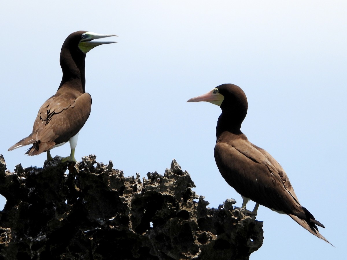 Brown Booby - ML642369843