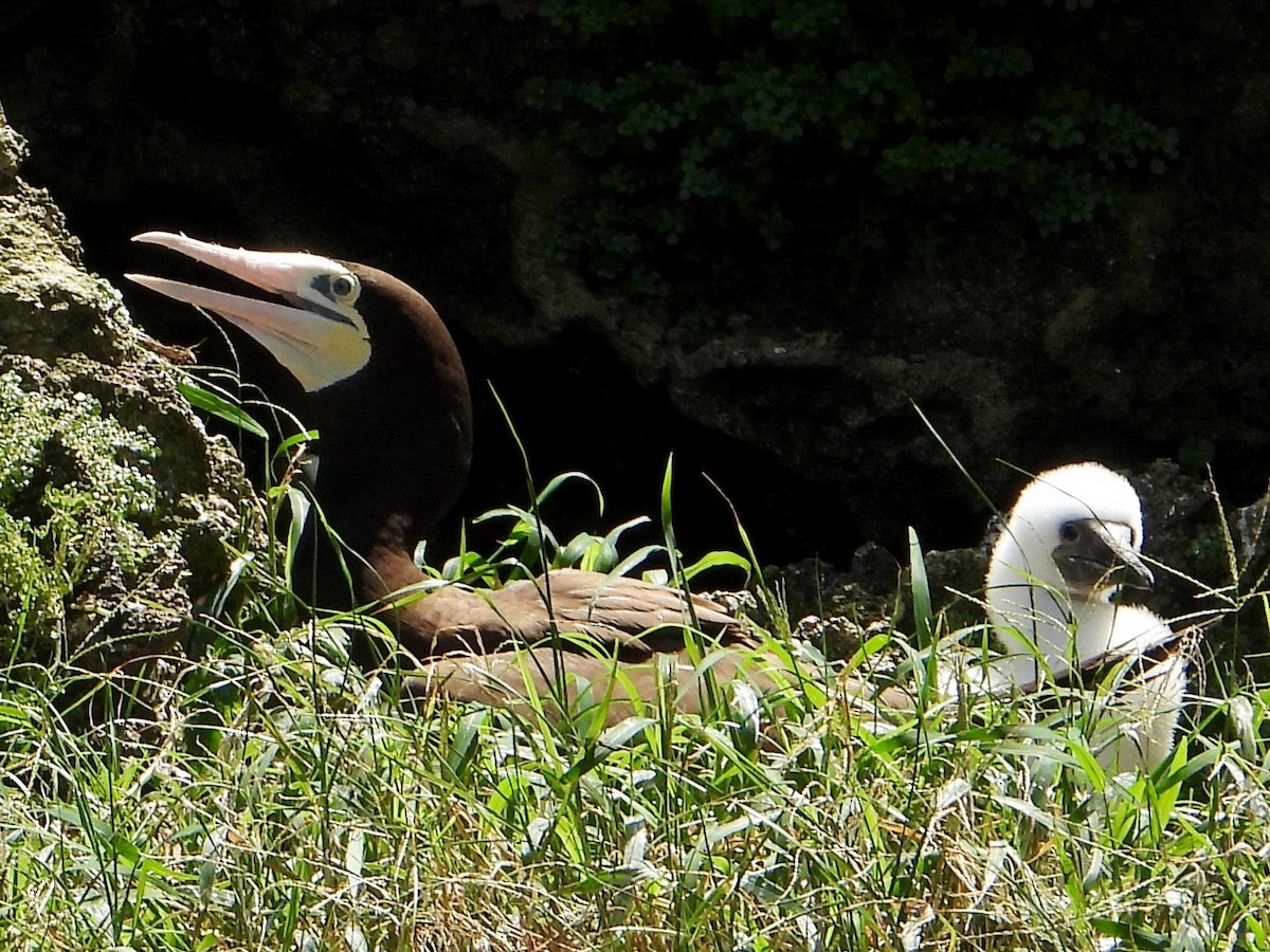 Brown Booby - ML642369844