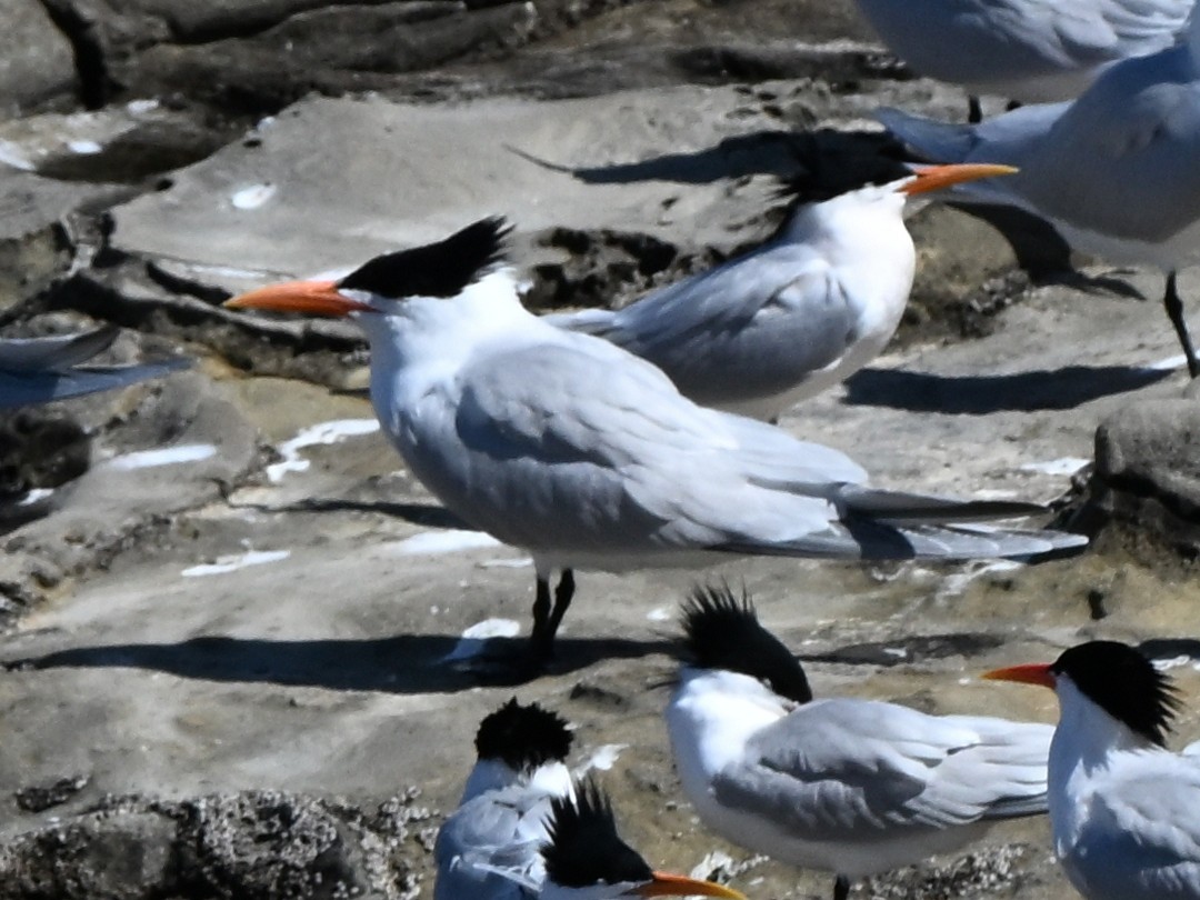 Elegant Tern - ML642369845