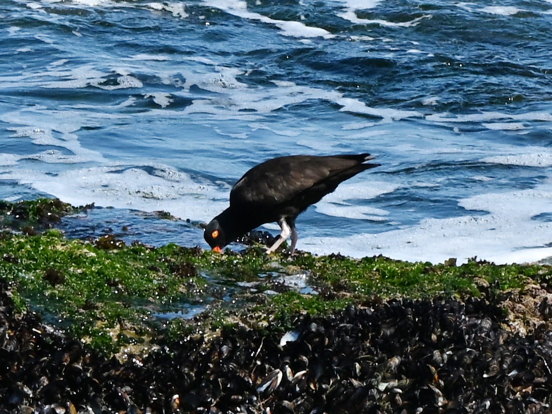 Black Oystercatcher - ML642369846