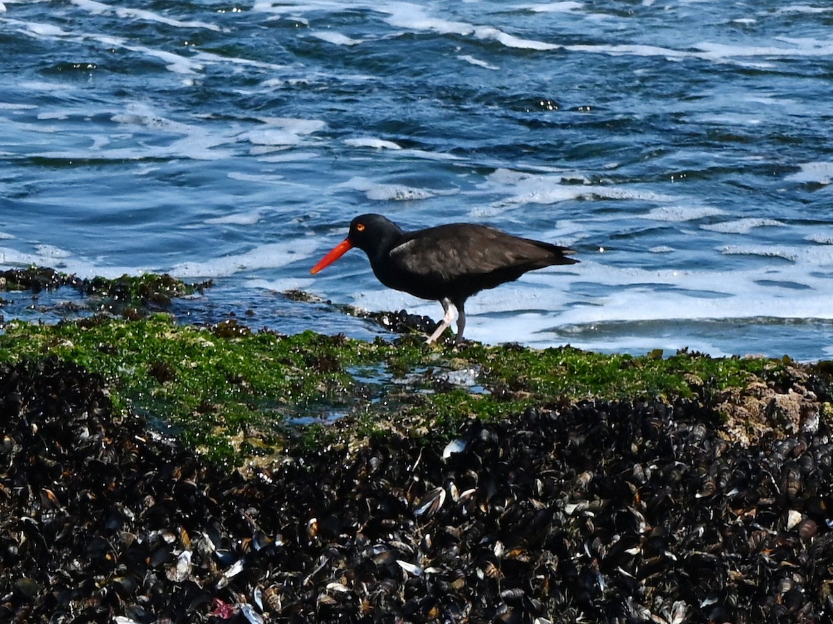 Elegant Tern - ML642369847