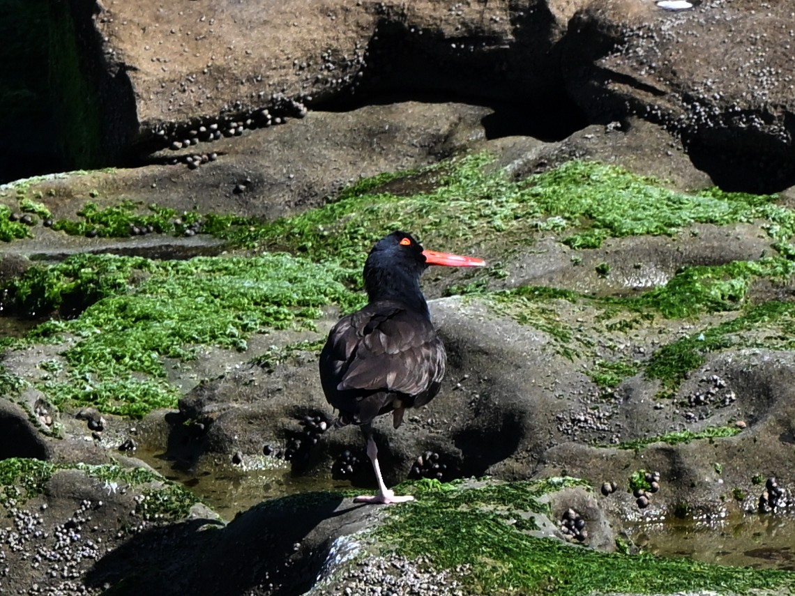 Black Oystercatcher - ML642369848