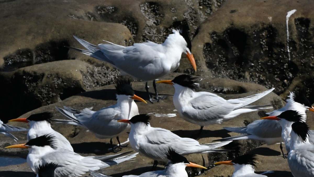 Elegant Tern - ML642369849