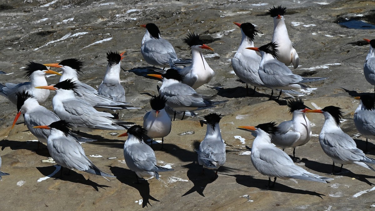 Elegant Tern - ML642369850