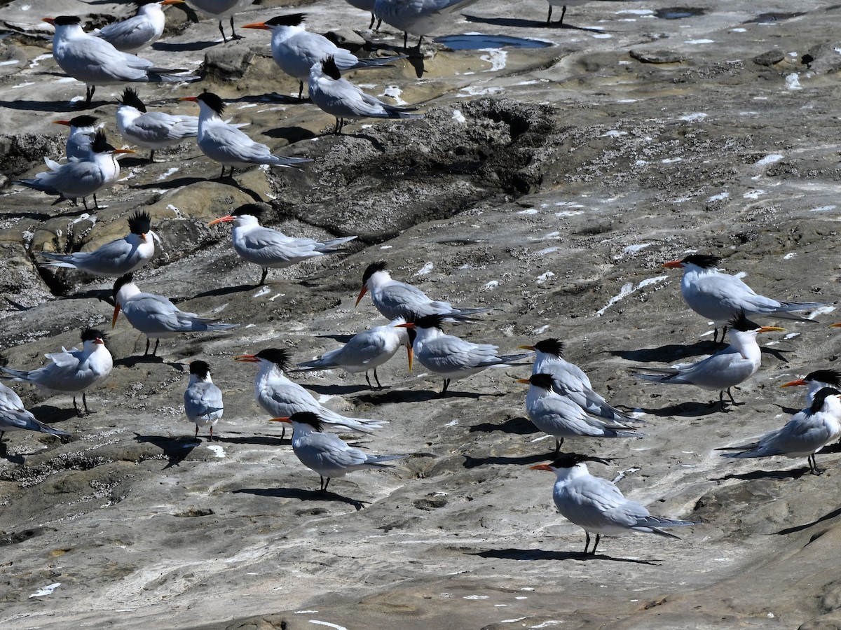 Elegant Tern - ML642369851
