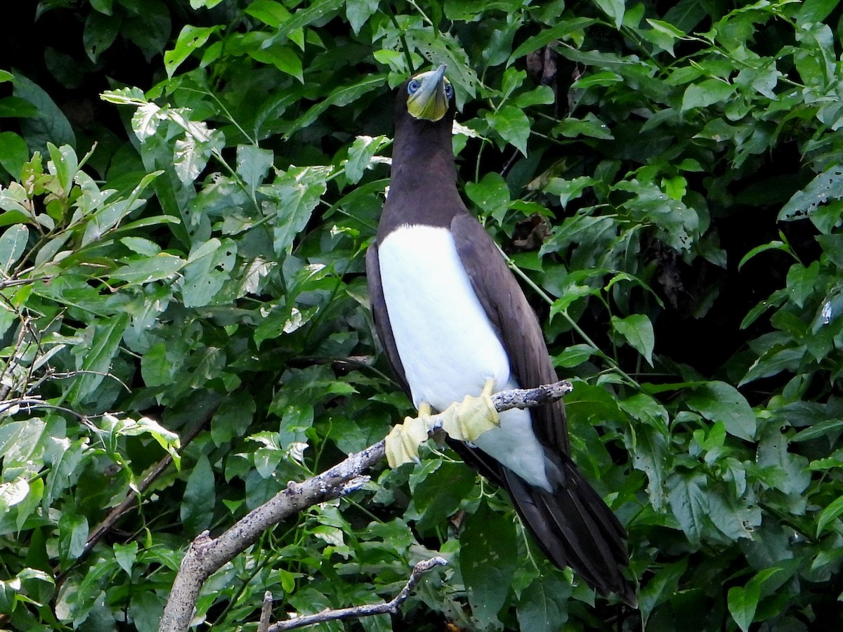 Brown Booby - ML642369852