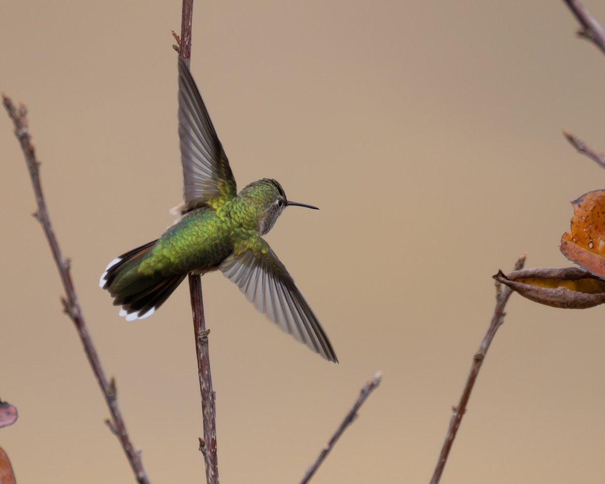 Broad-tailed Hummingbird - ML642369856