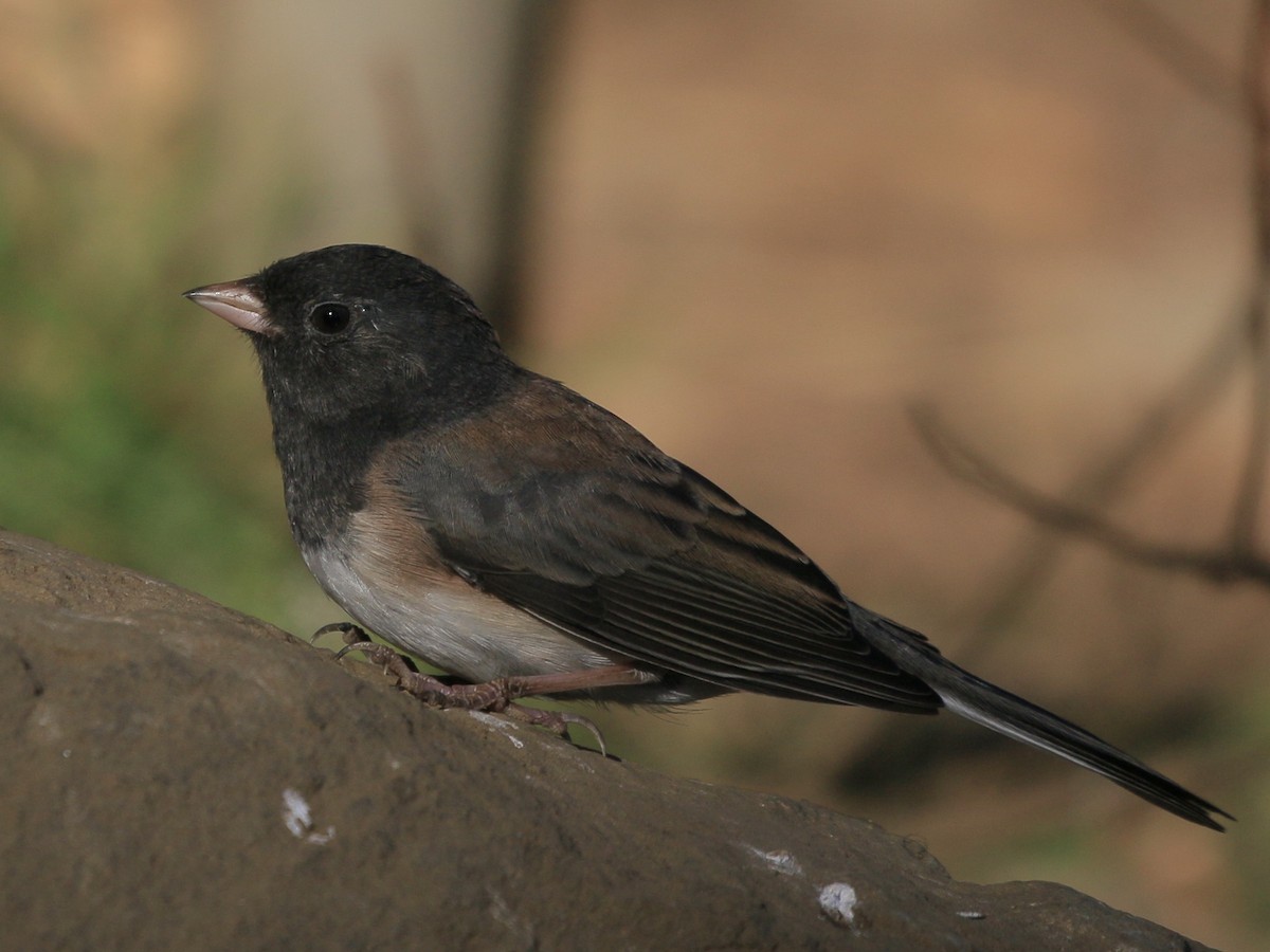 Dark-eyed Junco - ML642369857
