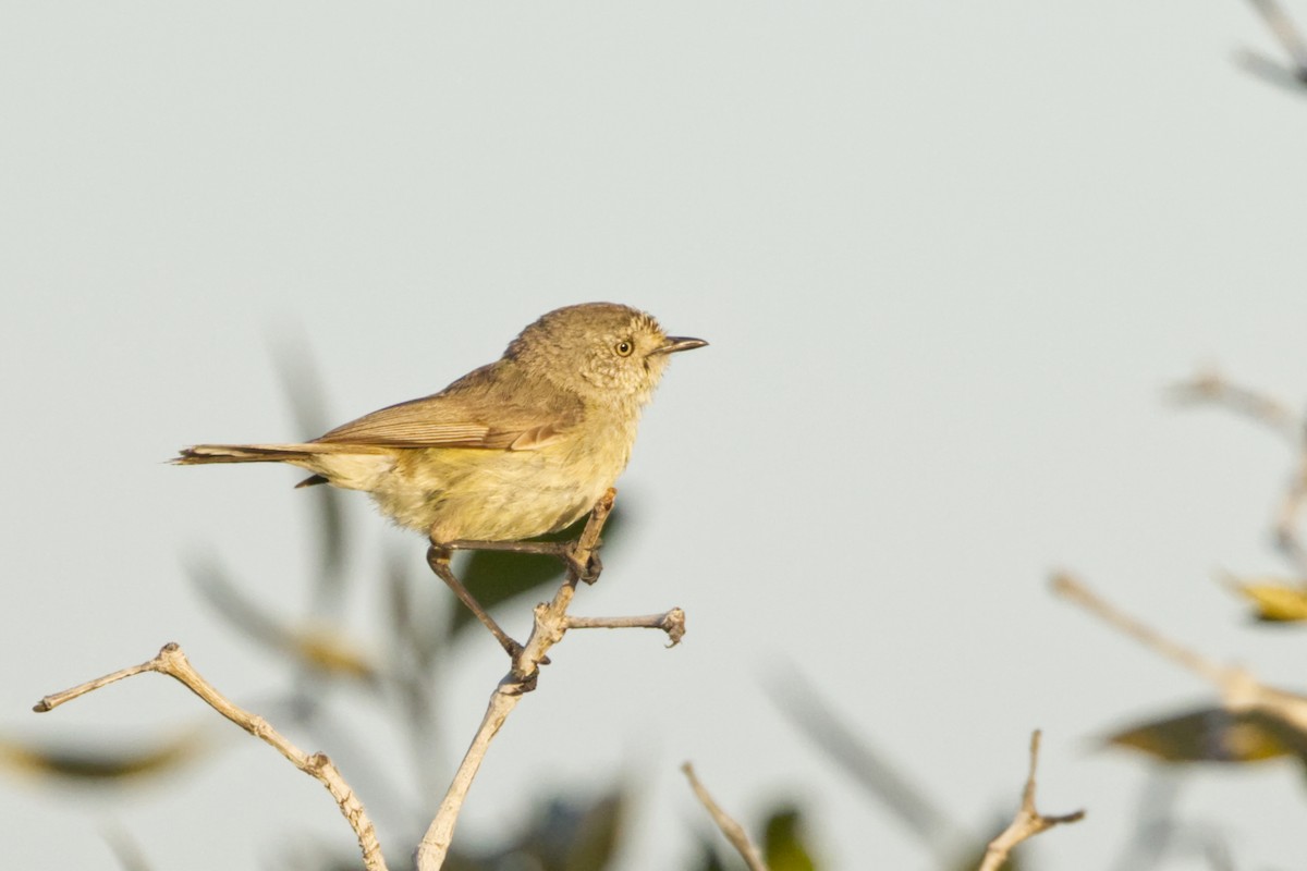 Slender-billed Thornbill - ML642369858