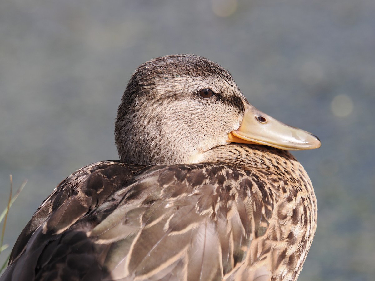 Mallard - ML642369859