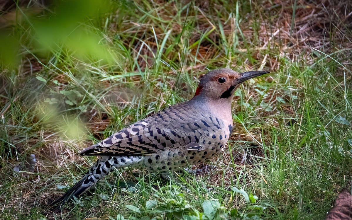 Northern Flicker - ML642369861