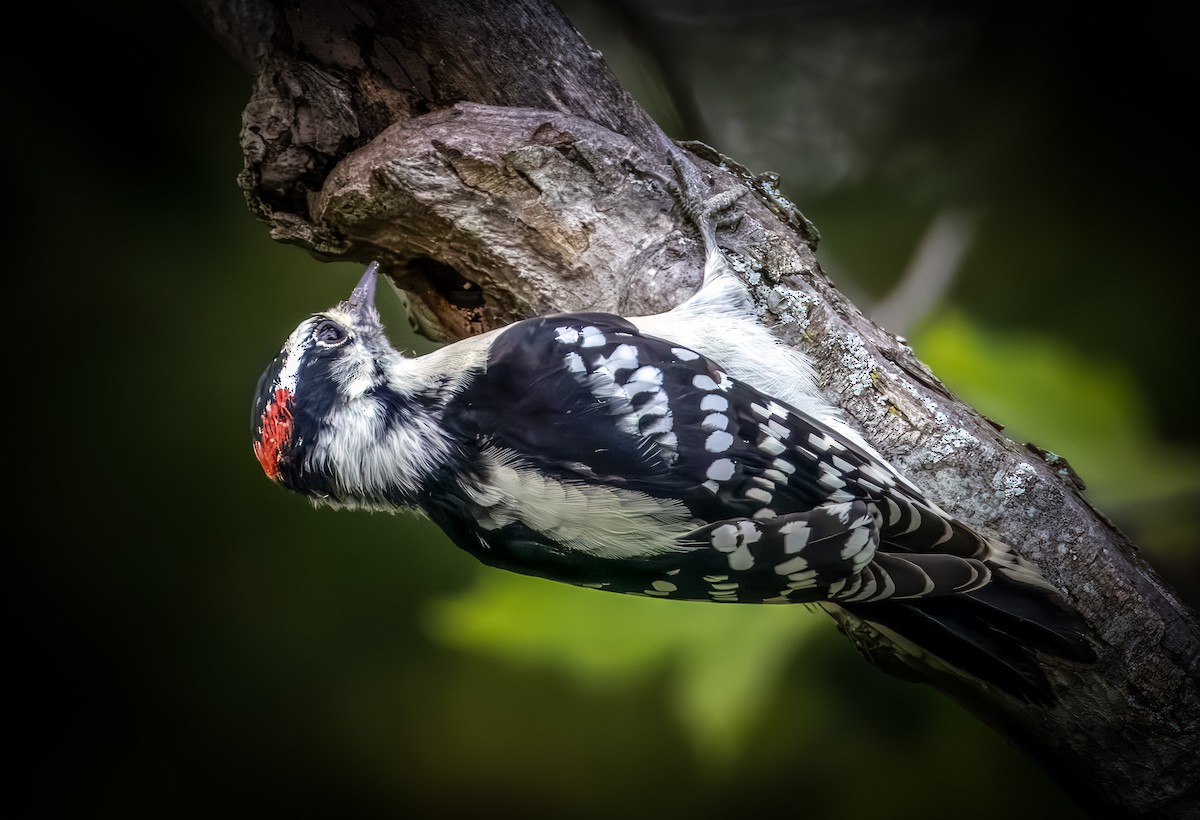 Downy Woodpecker - ML642369862