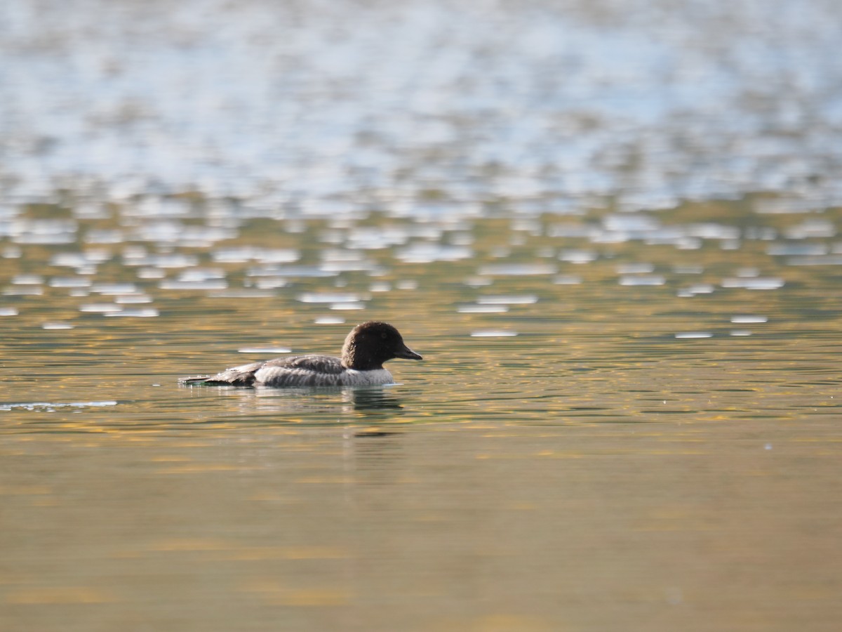 Barrow's Goldeneye - ML642369863