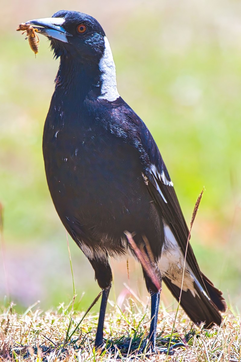 Australian Magpie (Black-backed) - ML642369864