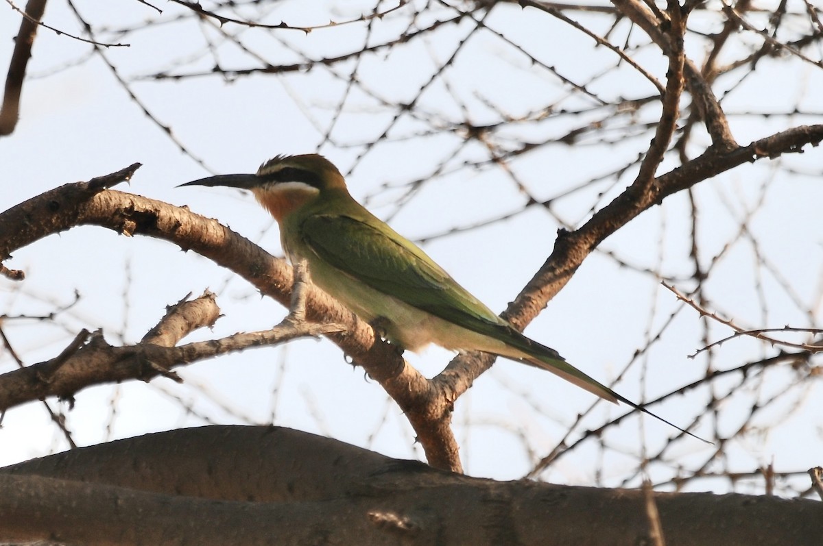 Olive Bee-eater - ML642369865