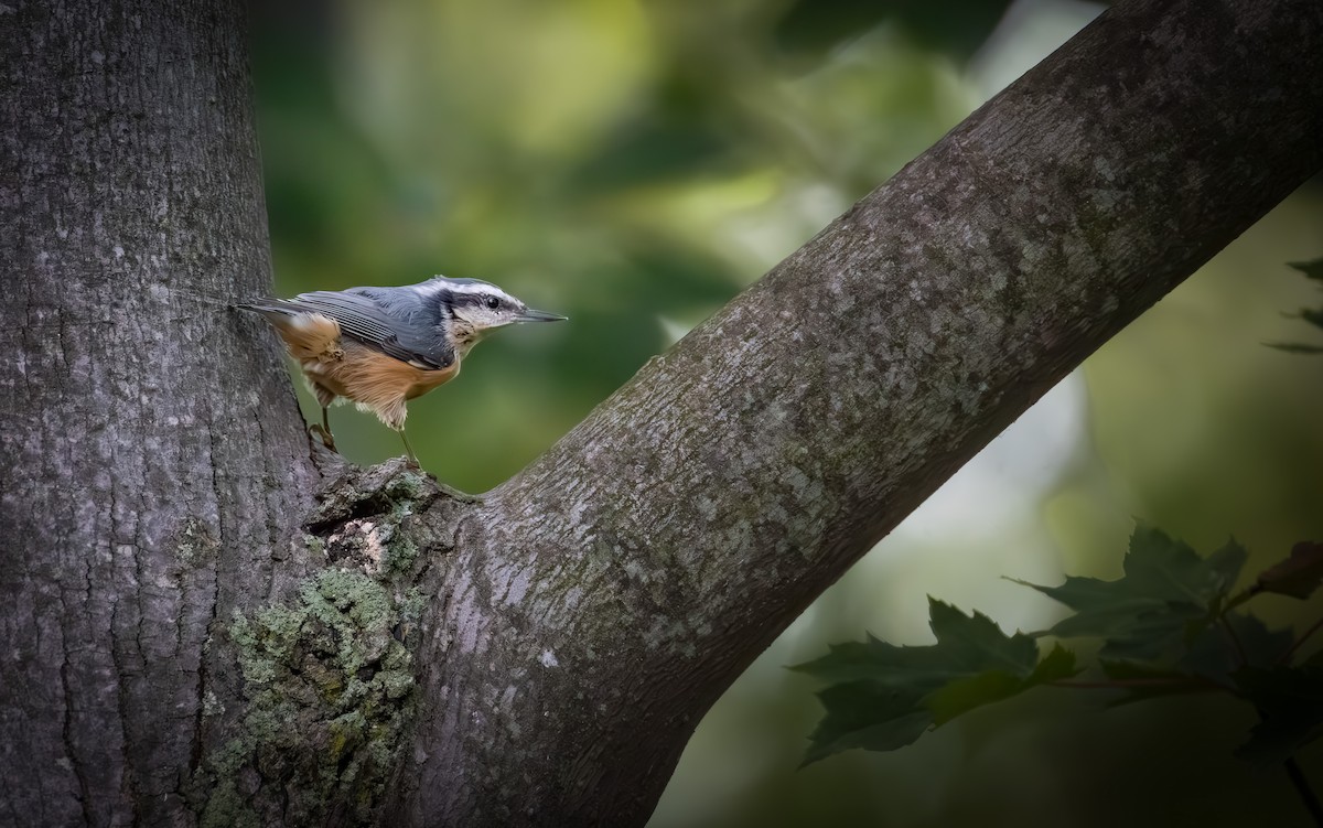 Red-breasted Nuthatch - ML642369866